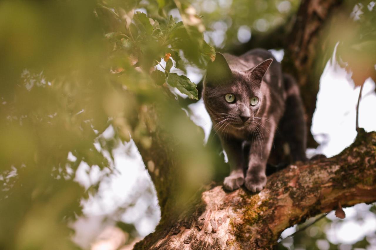 Les Chambres Du Chat Sainte-Cécile Exteriér fotografie